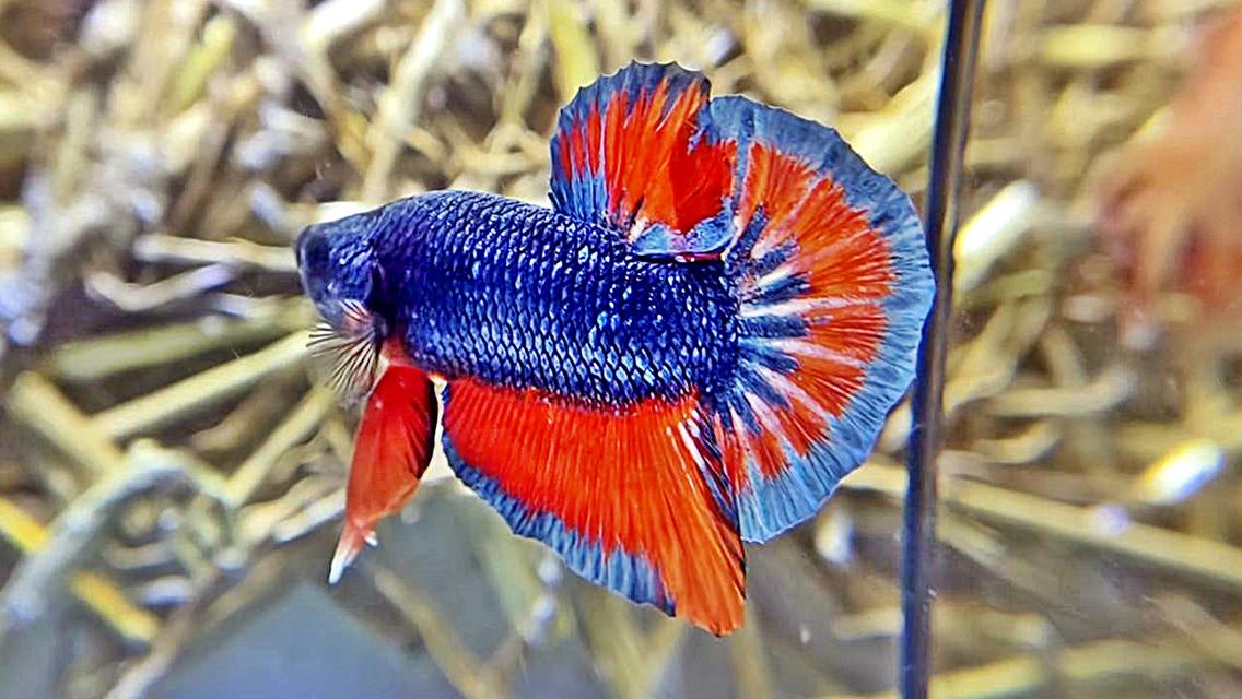 ปลากัดไทยสีพื้น 6