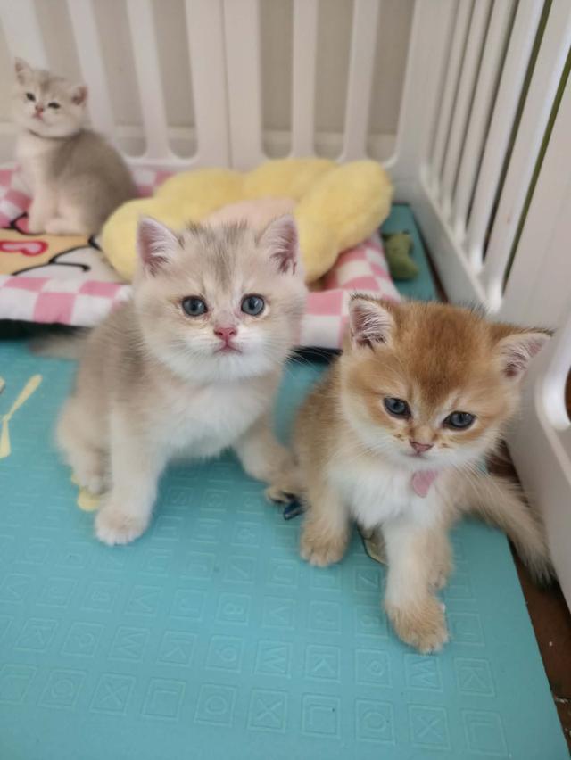 น้องแมวบริติช ช็อตแฮร์ รูปที่ 13