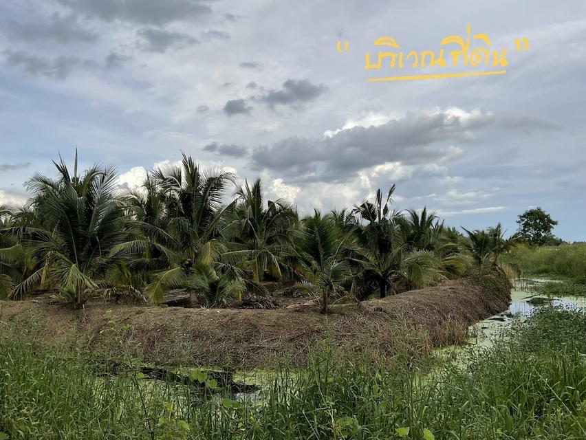 ขายสวนมะพร้าว(เจ้าของขายเอง) 1