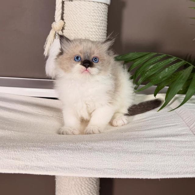 Ragdoll kittens for adoption รูปย่อยที่ 3