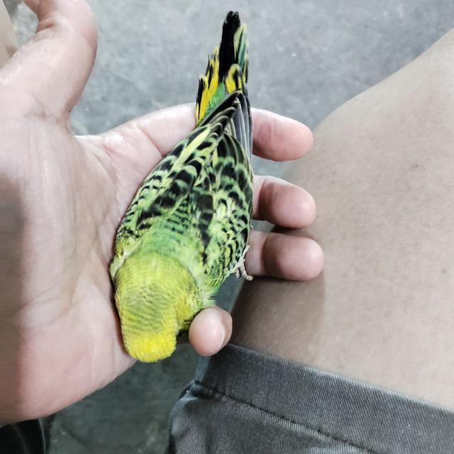 นกหงส์หยก 