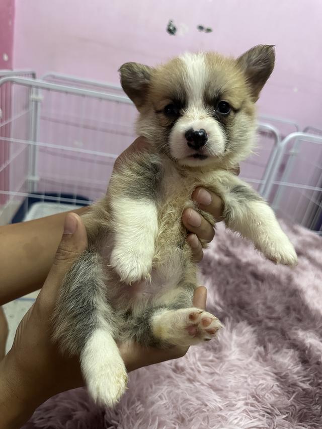 สุนัขคอร์กี้ คอร์กี้ขาสั้น  2