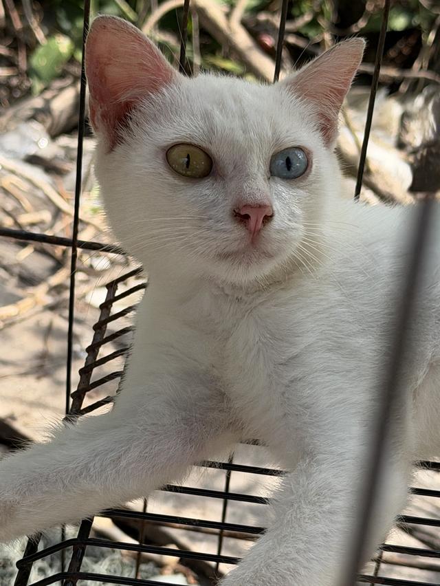 แมว แมวตัวนี้มีตาสองสี แต่ละข้างสีไม่เหมือนกัน ข้างหนึ่งสีน้ำข้างหนึ่งสีน้ำตาล อีกข้างหนึ่งสีฟ้า