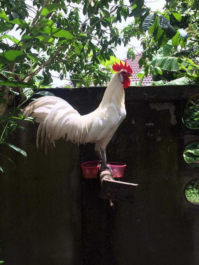 ไก่ต่อ ไก่ตั้ง สีขาวมงคล 1