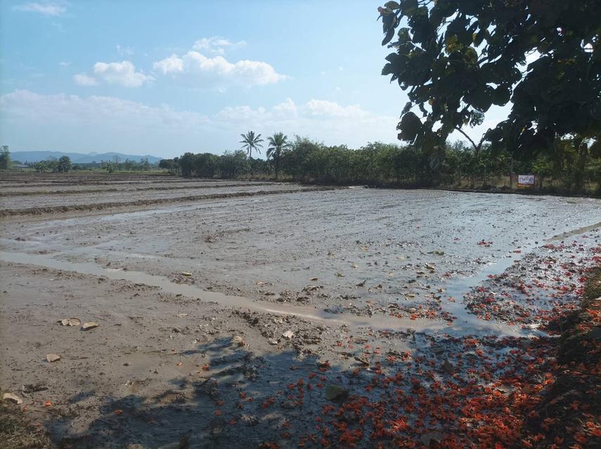 ขายที่ดิน 5ไร่3งาน ต.ป่าป้อง อ.ดอยสะเก็ด จ.เชียงใหม่ 1