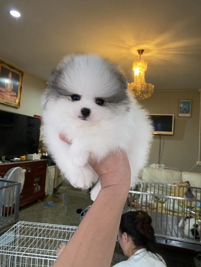 ลูกปอมปอมแท้ อายุ50วัน ราคากันเอง สอบถามได้ค่ะ รูปที่ 4