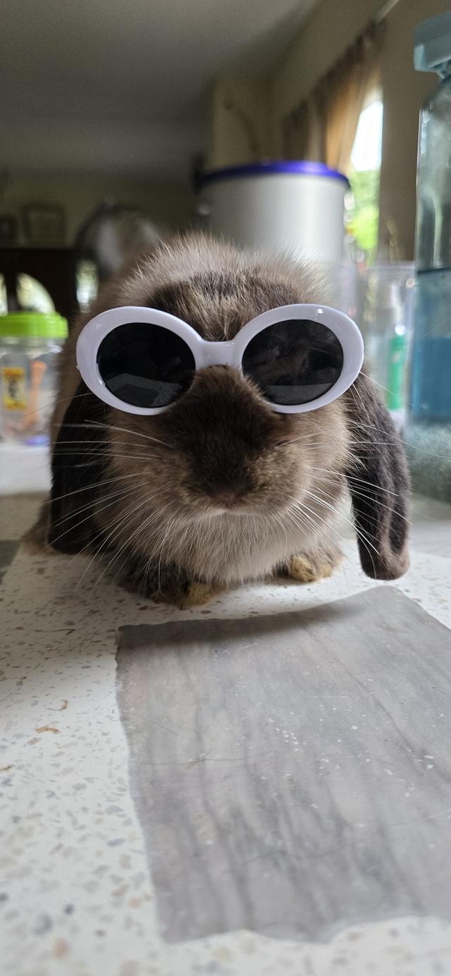 กระต่ายฮอลแลนด์ลอป Holland Lop