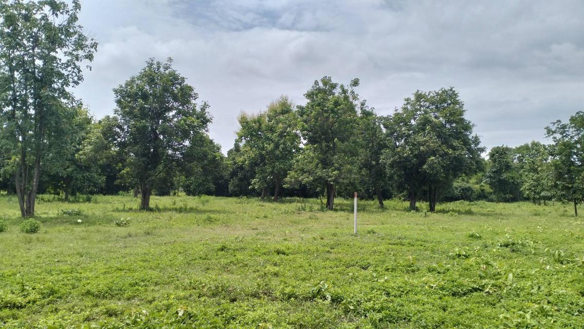 ที่ดินราคาถูกที่สุดในน้ำแพร่ เริ่มต้นเพียง 3,750 บาท/ตรว. เท่านั้น! 8