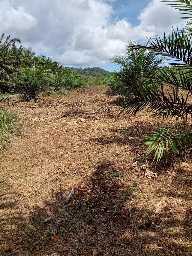 ขายที่ดินพร้อมสวนปาล์ม ทำเลทอง 26 ไร่ 97.1 ตร.ว. อ.เมืองพังงา หลังการยางแห่งประเทศไทย จ.พังงา 2