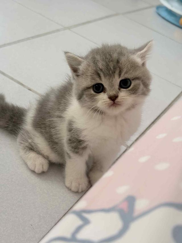 แมวสก็อตติช