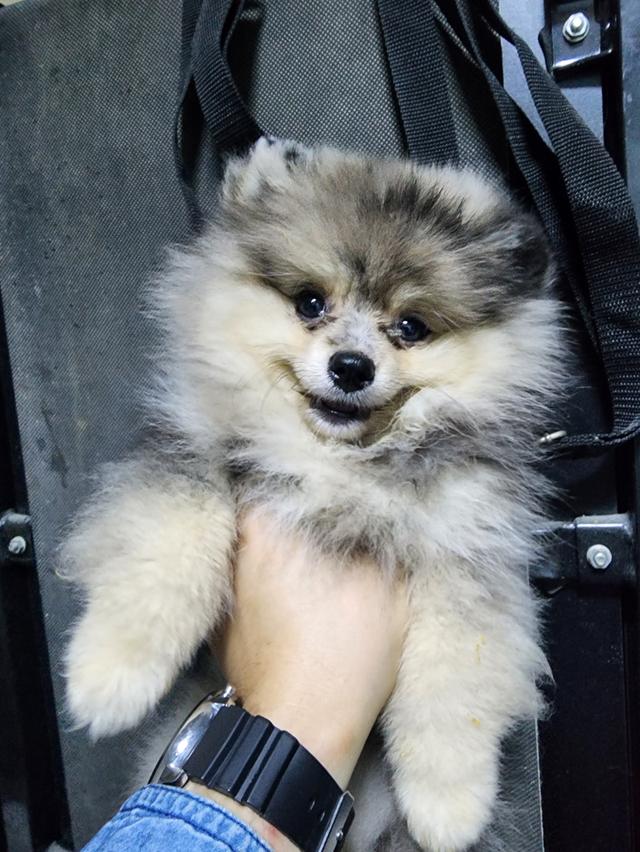 ขาย ลูกปอมเมอเรเนียนเพศเมียสีหายาก หมีมากๆ ราคาดีสายเลือดดี