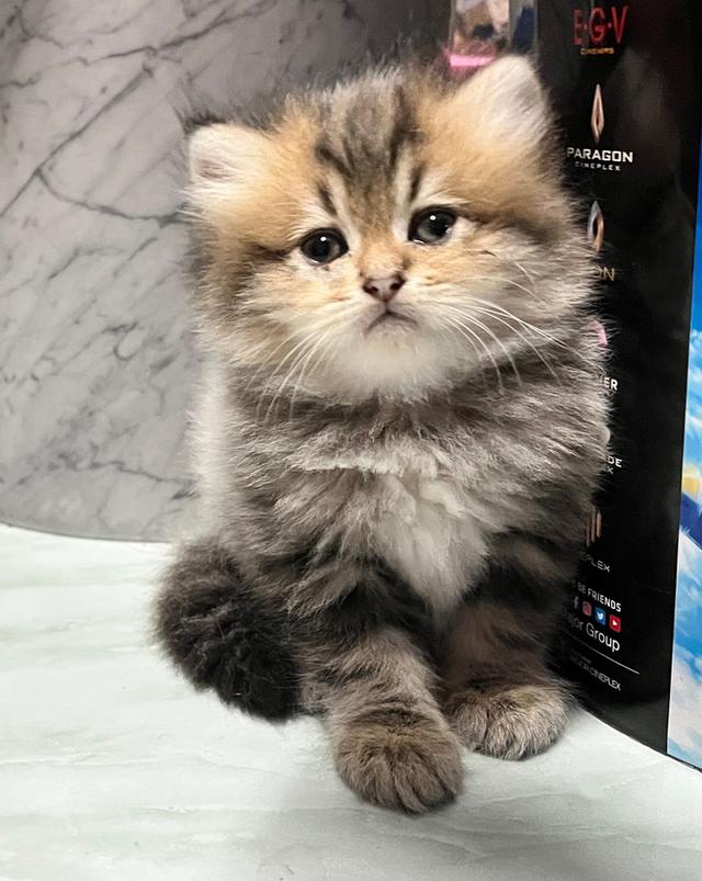 แมวเปอร์เซีย