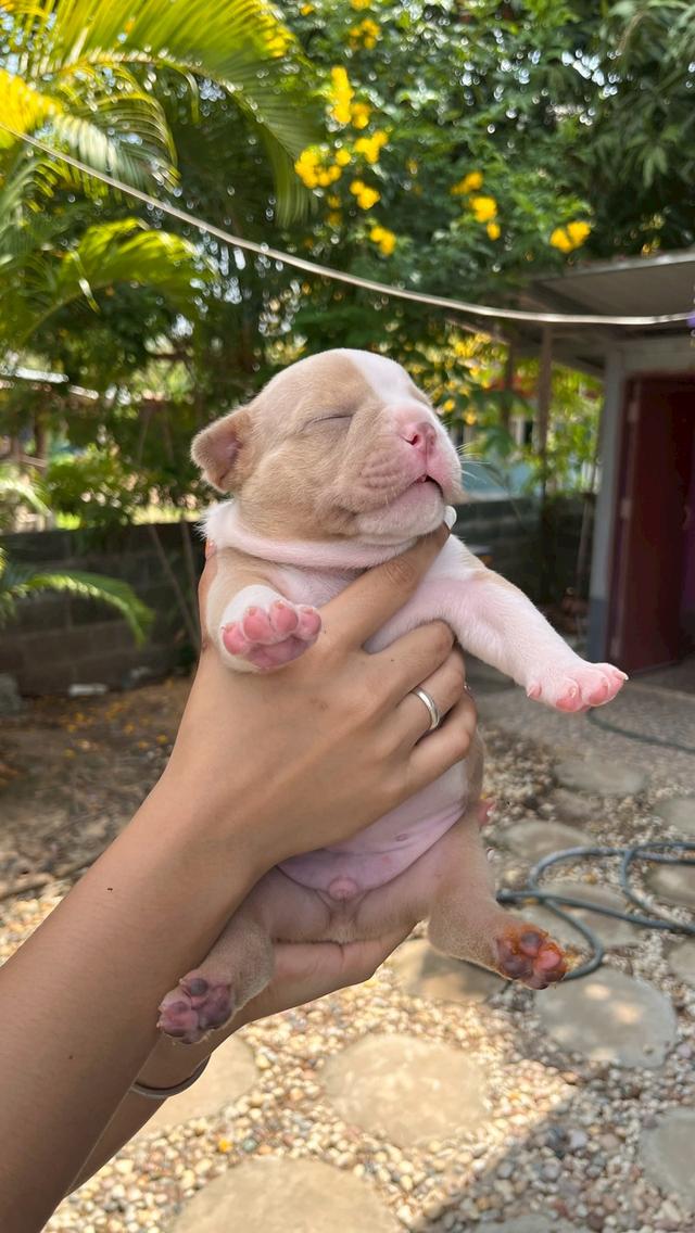 อเมริกันบูลลี่ เอ็กโซติก เพศผู้