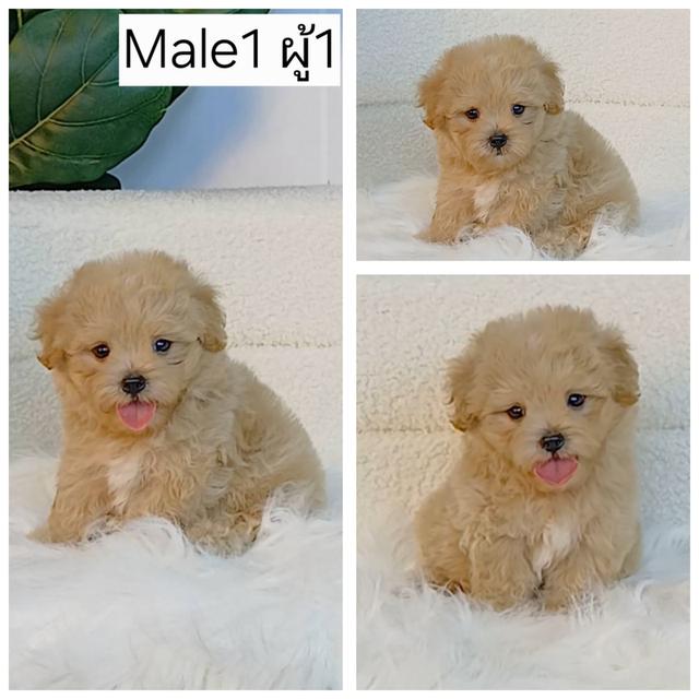 maltipoo มอลติพู เพศผู้ สีน้ำตาลขาว พร้อมวัคซีน5โรคเข็มแรก ถ่ายพยาธิ ใบรับรองจากสัตว์แพทย์ รับประกันสุขภาพ ส่งได้ทั่วไทย รูปย่อยที่ 1