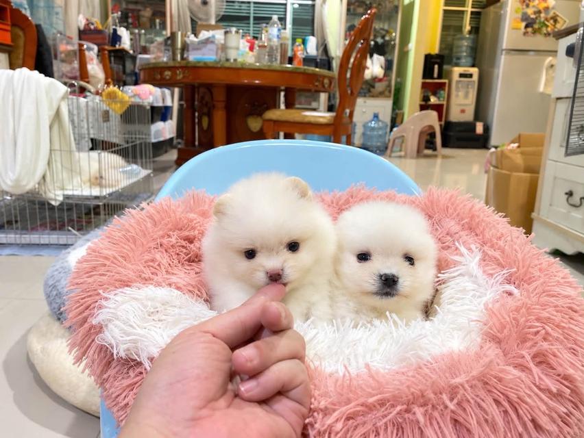 ลูกปอมแท้ น่ารัก ทีคัพ ขี้เล่น สดใส สุขภาพดี พร้อมย้ายบ้านค่ะ รูปย่อยที่ 3