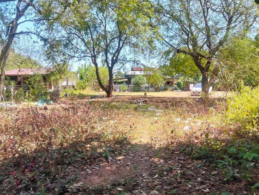 ที่ดิน 1 ไร่ 28 ตร.วบ้านนาสมดีอำเภอเมืองนครพนม 20