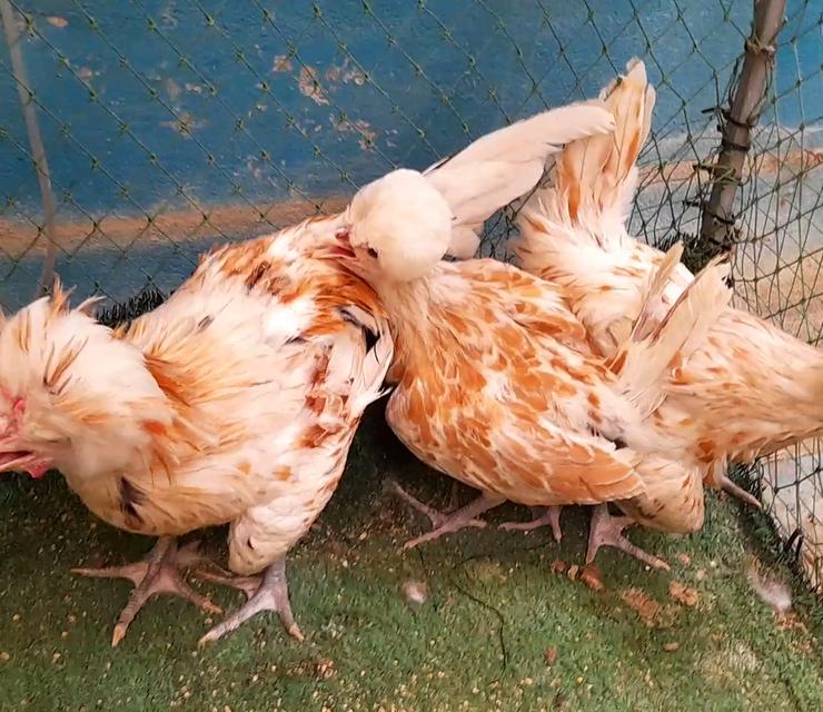 ไก่โปแลนด์ขนเรียบสีชามอยชุด3ตัวผู้1เมีย2"ส่งฟรีทั่วไทย" รูปที่ 5
