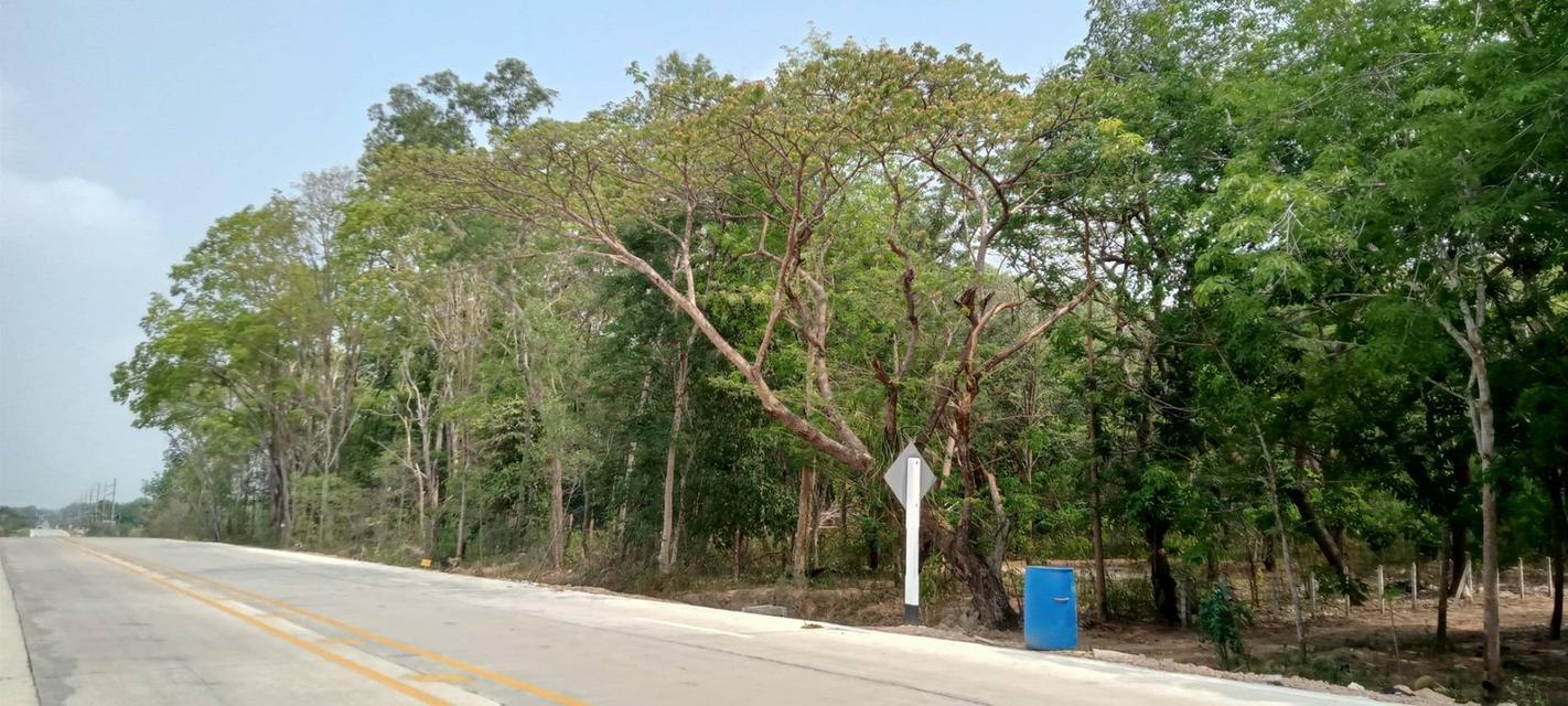 ขายที่ดินติดถนนนิคมสาย9 ระยอง เนื้อที่ 31-2-52.3 ไร่ ใกล้แยกมาบข่า-แยกนิคมพัฒนา ปัจจุบันเป็นสวนยาง 2.5 ล้าน/ไร่ 5