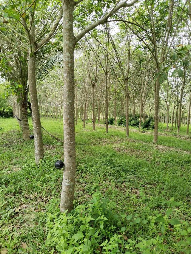 ขายด่วนสวนยางบ้านท่าล้อ ม.3 ต.สะพานไม้แก่น อ.จะนะ จ.สงขลา 6 ไร่กว่า ยางอายุ8 ปี ราคา 2,200,000 บาท
