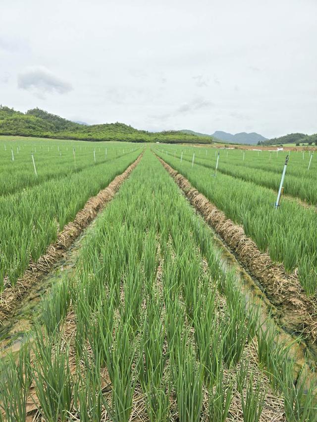 ต้องการขายที่ดินอยู่อำเภอหนองปรือจังหวัดกาญจนบุรี 4