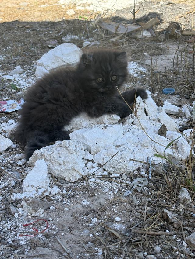 น้องแมวเปอร์เซียผสมสก๊อตติช 2000❗️ 4