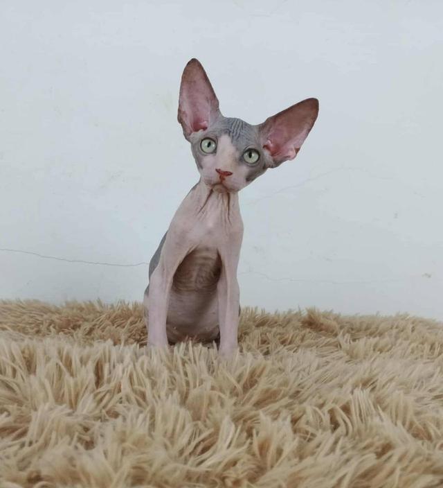36.แมวสฟิงซ์/เพศผู้ Sphynx Cat/Male 2