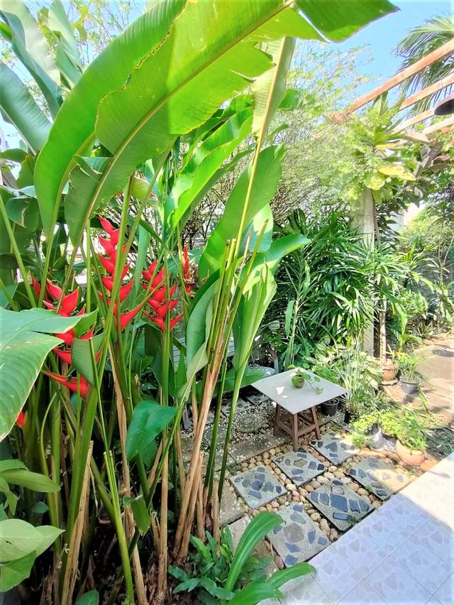 บ้านเดี่ยวชั้นเดียวร่มรื่นย่านธุรกิจ 9