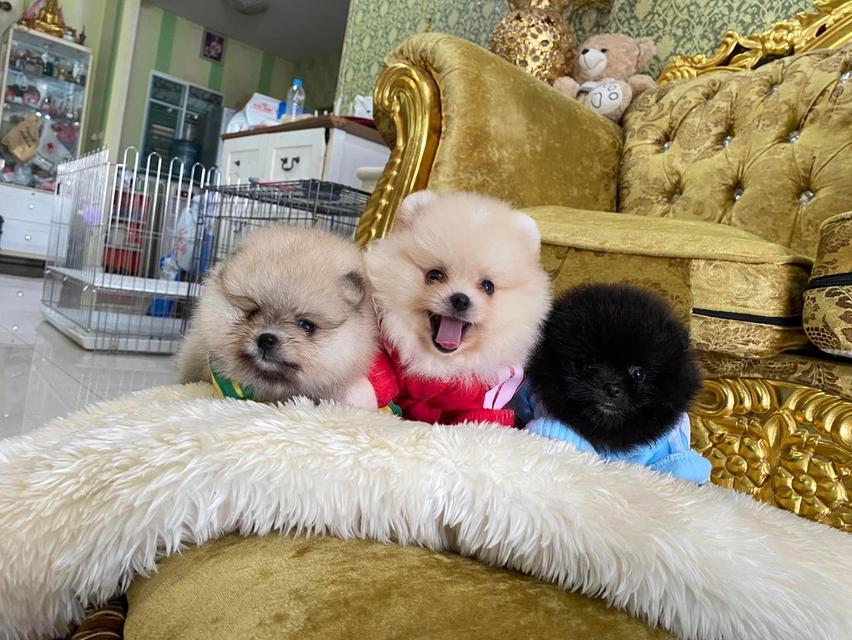 ลูกปอมแท้ อ้วนกลมหมี สีสวย ส่งฟรี