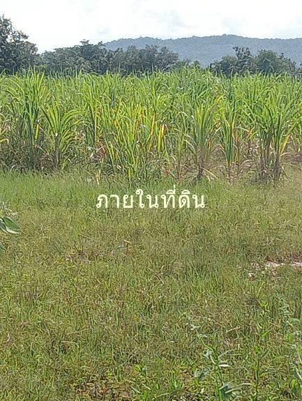 ขายที่ดิน 55 ไร่เศษ ต.ชนวน อ.หนองนาคำ ขอนแก่น ไร่ละ 6 หมื่น 8
