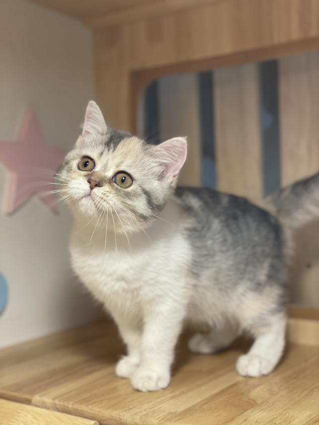 แมวมันช์กิ้นขายาว เพศหญิง รูปที่ 6