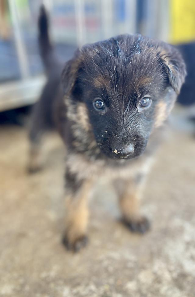 ลูกสุนัขอาเซเซี่ยนเพศเมีย 5