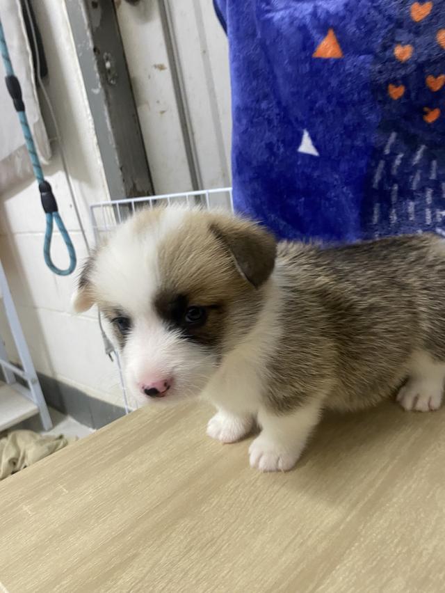 ลูกสุนัขคอร์กี้แท้ พร้อมย้าย 3