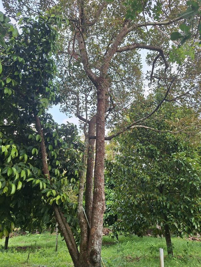 สวนทุเรียนแปลงเล็กระยอง 2