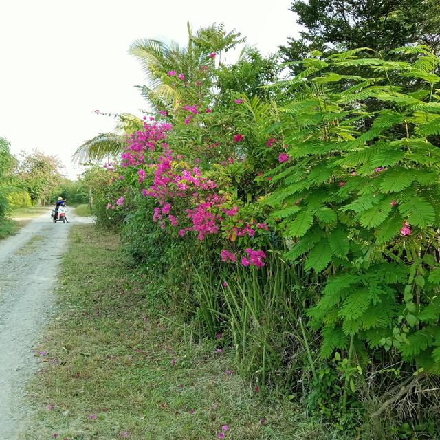 ขายสวนมะม่วงพร้อมบ้านราคา2400000บาท 3