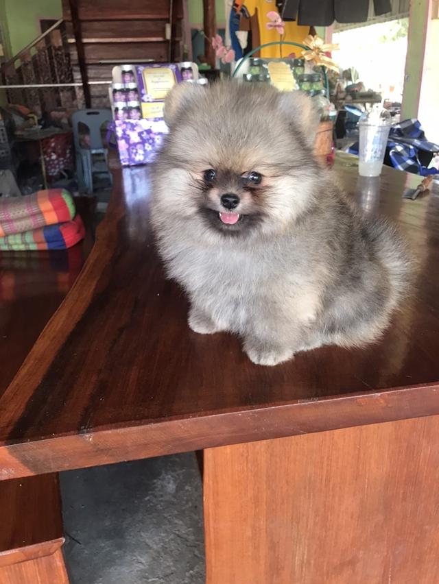 ปอมฯแท้สายพันธุ์ประกวด เพศผู้สีส้ม หัวใหญ่ ขนแน่น หน้าหมี ขาใหญ่ ลำตัวกระชับสั้น อายุ 2 เดือน ฉีดวัคซีนรวม 5 โรค 2 เข็มแล้วครับ รูปที่ 2