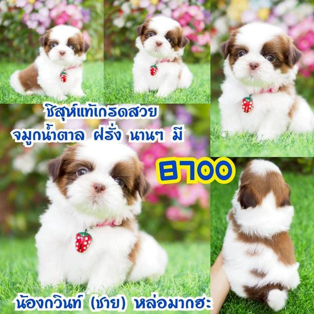 กิ๊ฟซ่าชิสุ
