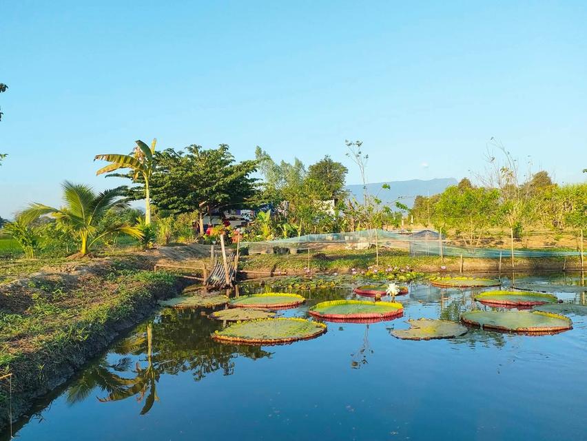 ขายที่ดินราคาเบาๆโฉนดครุฑแดงสามไร่ครึ่ง ทำเลดีร่มรื่นเห็นเขาหลวง 1
