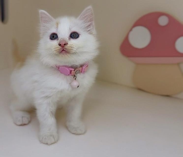 ลูกครึ่ง Scottish Fold x Persian