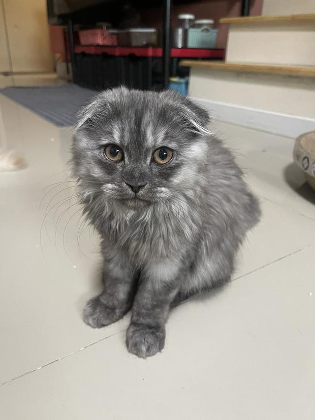 แมวขี้อ้อน(หญิง 3 เดือน)พร้อมย้าย รูปที่ 12