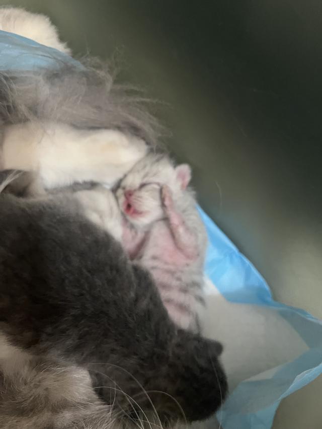 Scottish Fold  สก็อตติชโฟลด์ แท้ ระบบปิดเลี้ยงด้วยรัก รวมวัคซีน ถ่ายพยาธิ หยอดยากันปรสิตและไรหู สมุดวัคซีน รูปที่ 6