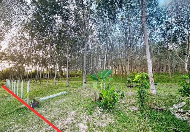 ขายด่วน ที่ดินสวนยางแปลงใหญ่ ใกล้สนามบินหาดใหญ่ ต.ควนลัง อ.หาดใหญ่ จ.สงขลา 2