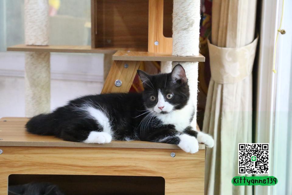 ลูกแมวบริติชหิมาลายันพร้อมย้ายบ้าน รูปที่ 11