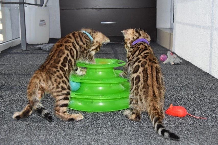 male and female bengal kittens available รูปที่ 2