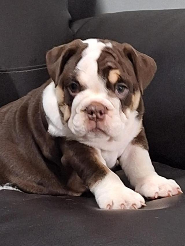 English Bulldog Puppies | WhatsApp me : +66 63 826 3042 รูปย่อยที่ 3