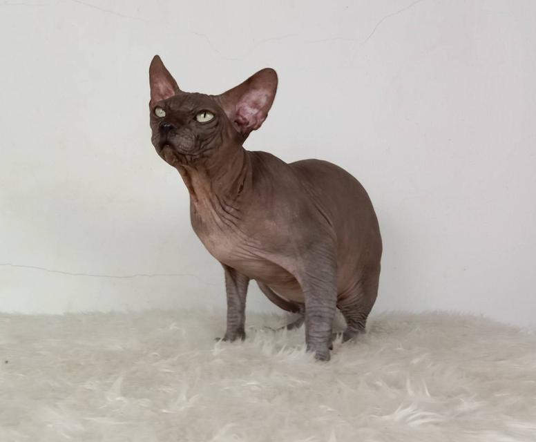 17.แมวสฟิงซ์/เพศผู้ หาบ้าน Sphynx Cat/Male looking for a new home 4