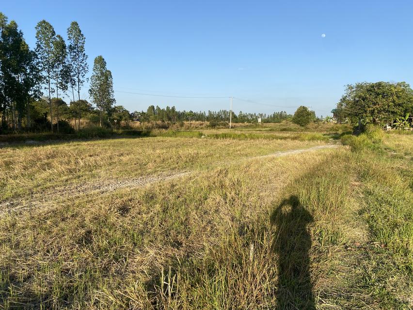 ที่ดิน11ไร่อยู่ถนน4เลนตัดใหม่กาฬสินธุ์-มุกดาหาร 11