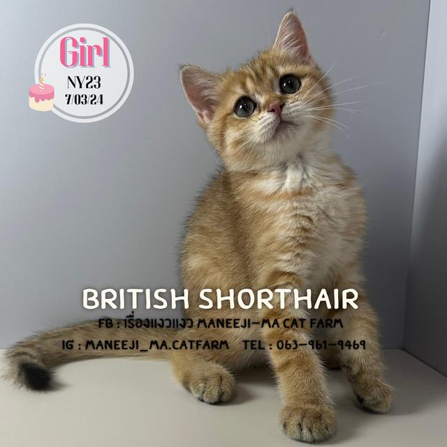 British shorthair ny23 girl 2