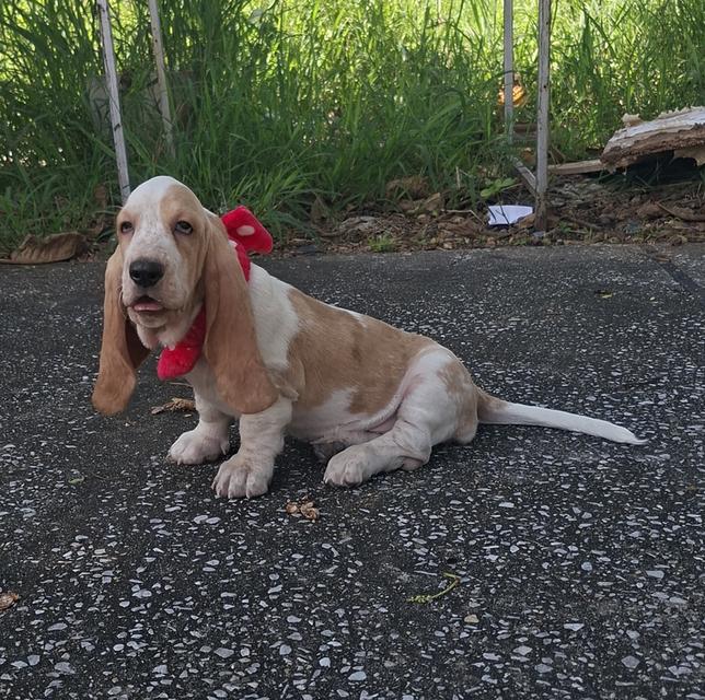 บาสเซ็ตฮาว์ดใบเพ็ดสมาคมพัฒนาพันธุ์สุนัข 4