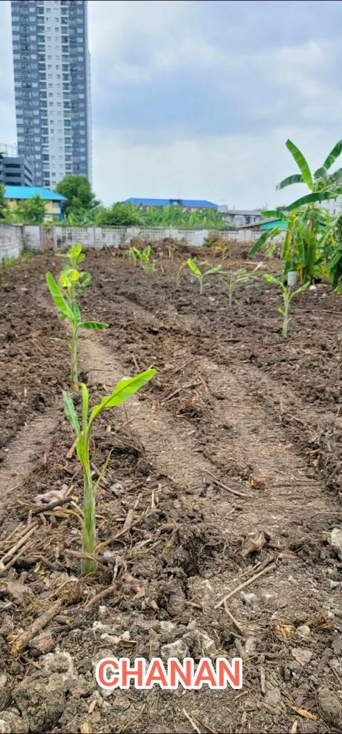 ขายที่ดิน ถ.แพรกษา ซ.เทศบาลบางปู26 อ.เมืองสมุทรปราการ จ.สมุทรปราการ เนื้อที่1ไร่86.8ตรว 3