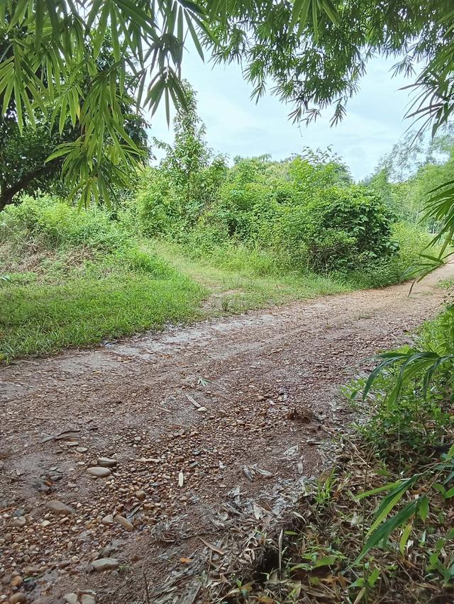 ขายด่วน! ที่ดินพื้นที่สวนลำใย จังหวัดน่าน 3
